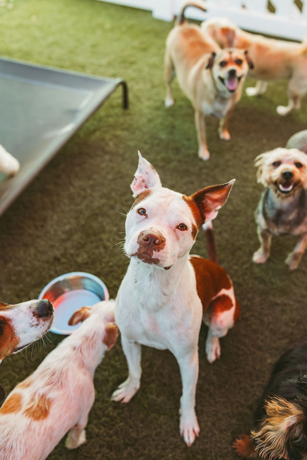 A sequence of close-up photos showing a white dog with brown spots making different playful facial expressions.
