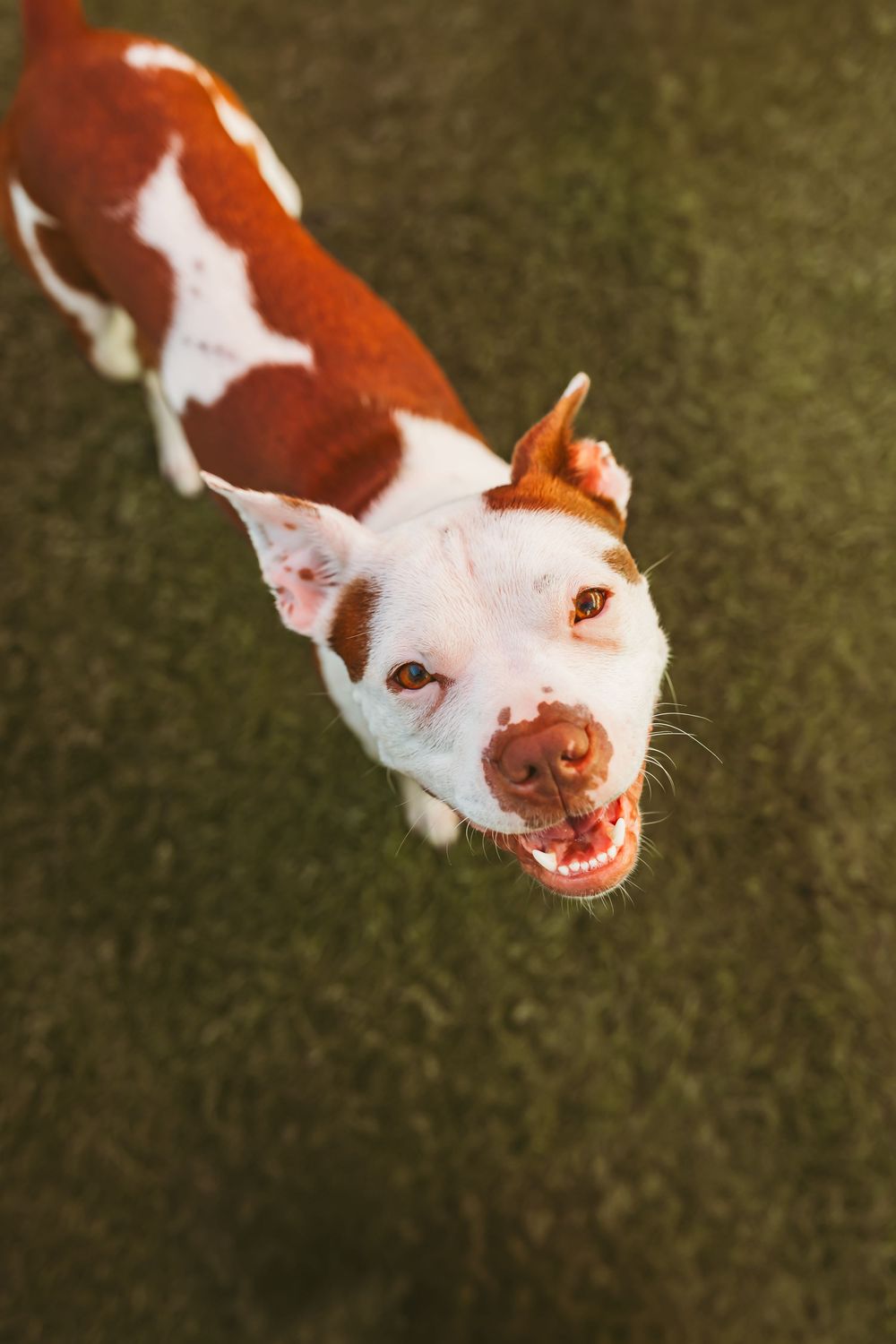 Brown and white dog showing playful expression while running on grass.