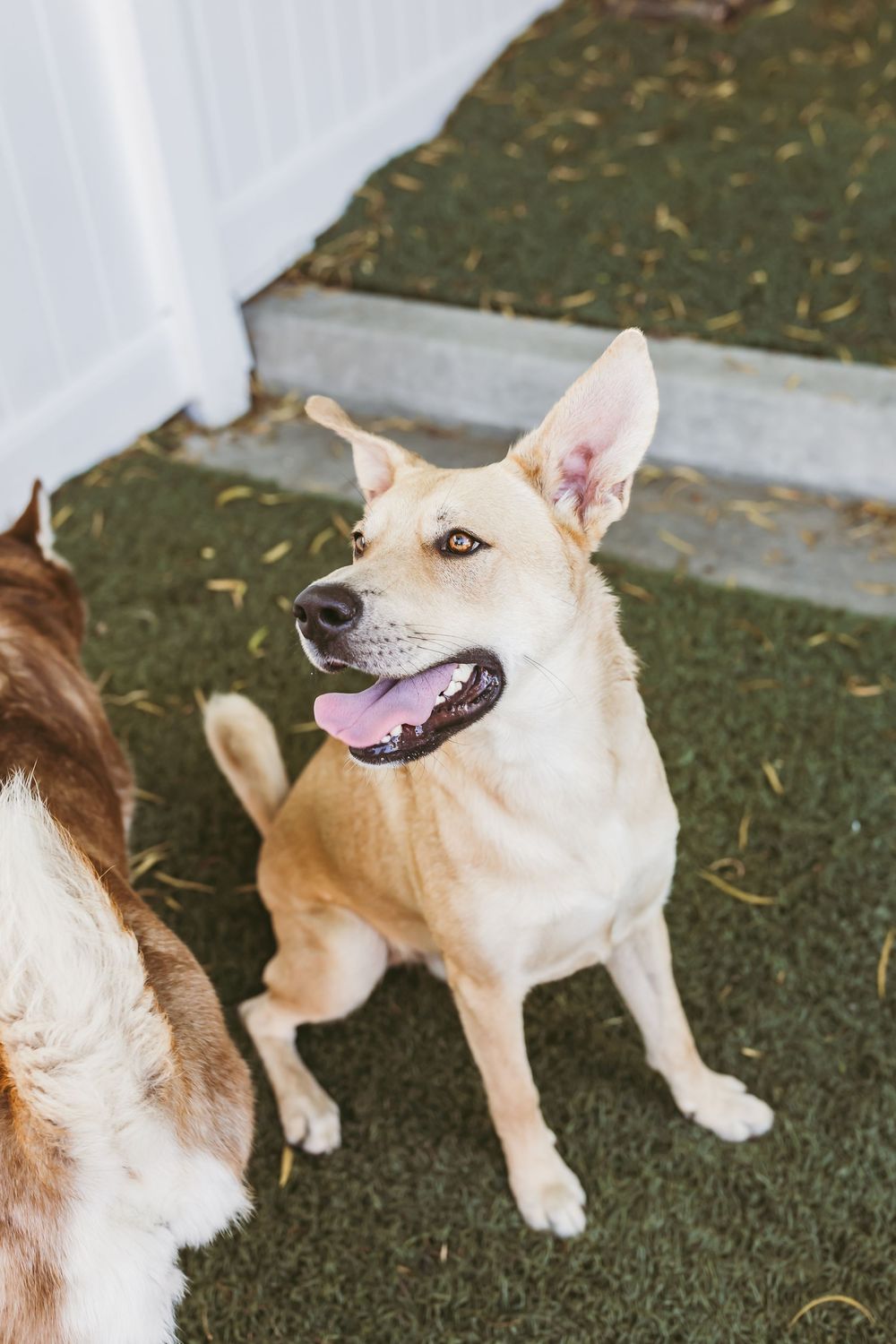 White dog with pointed ears making playful facial expressions while lying on artificial grass.