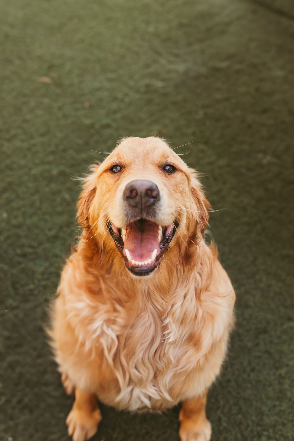 A happy golden retriever with a wide smile shows progression of increasingly joyful expressions in a series of photos.