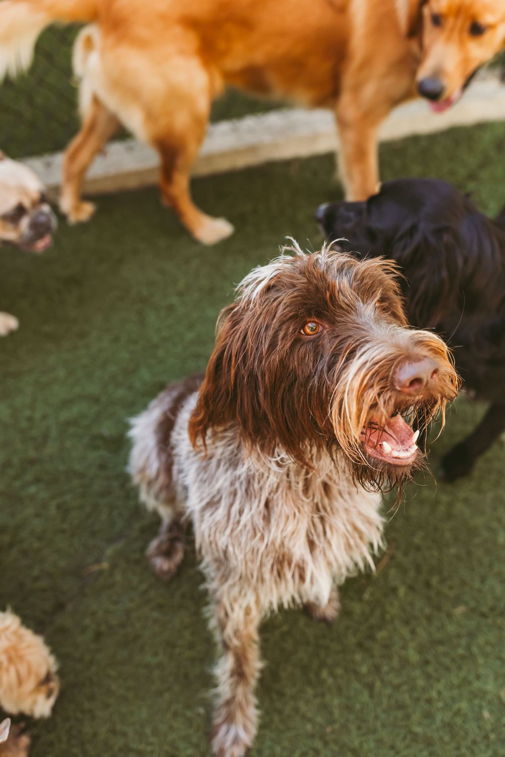 Brown and white terrier dog barking enthusiastically while playing on artificial turf.