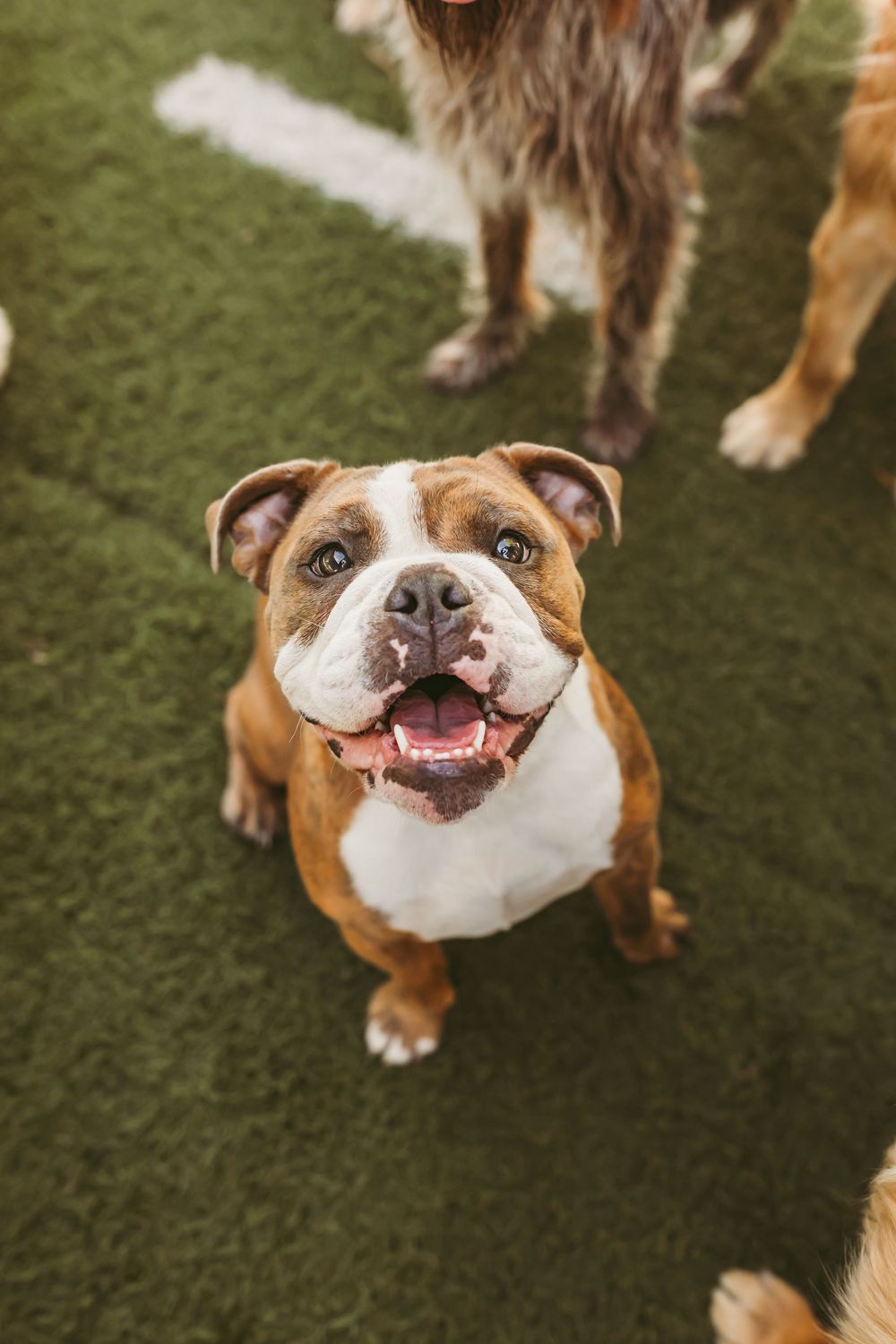 Happy English bulldog with brown and white fur smiling at camera on green grass background.