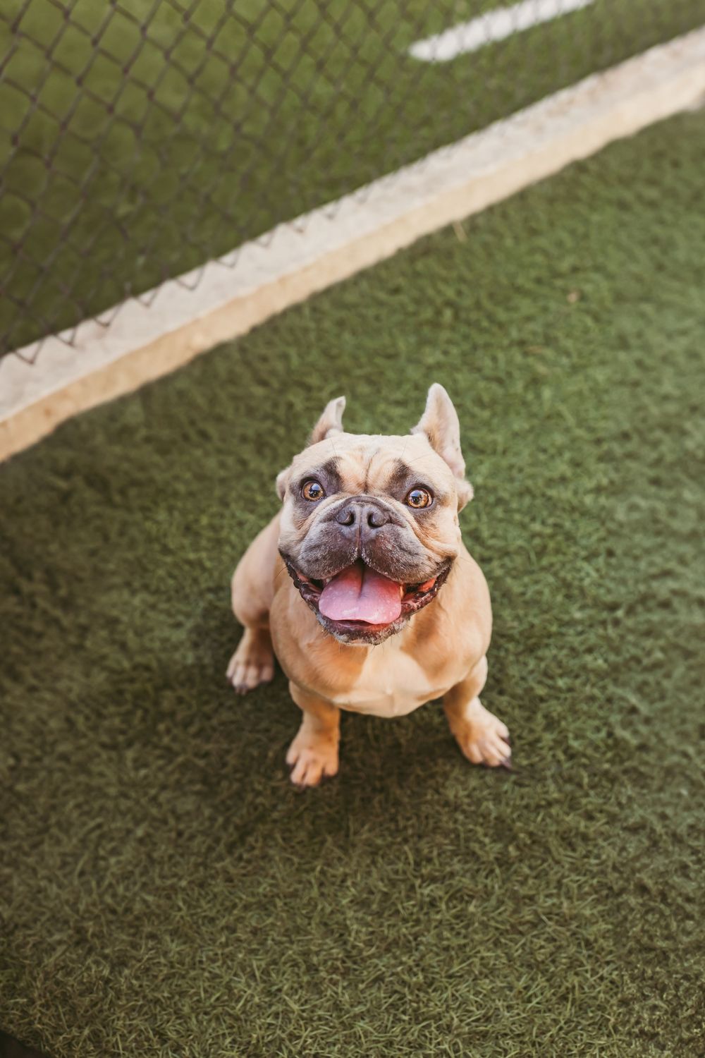 A series of five photos showing a happy French Bulldog lying on green artificial turf with a playful expression.