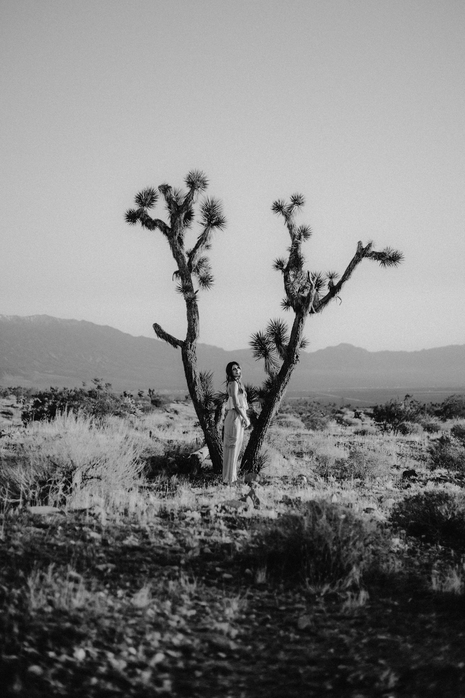 A sequence of black and white photographs showing Joshua trees silhouetted against a desert landscape at dusk.