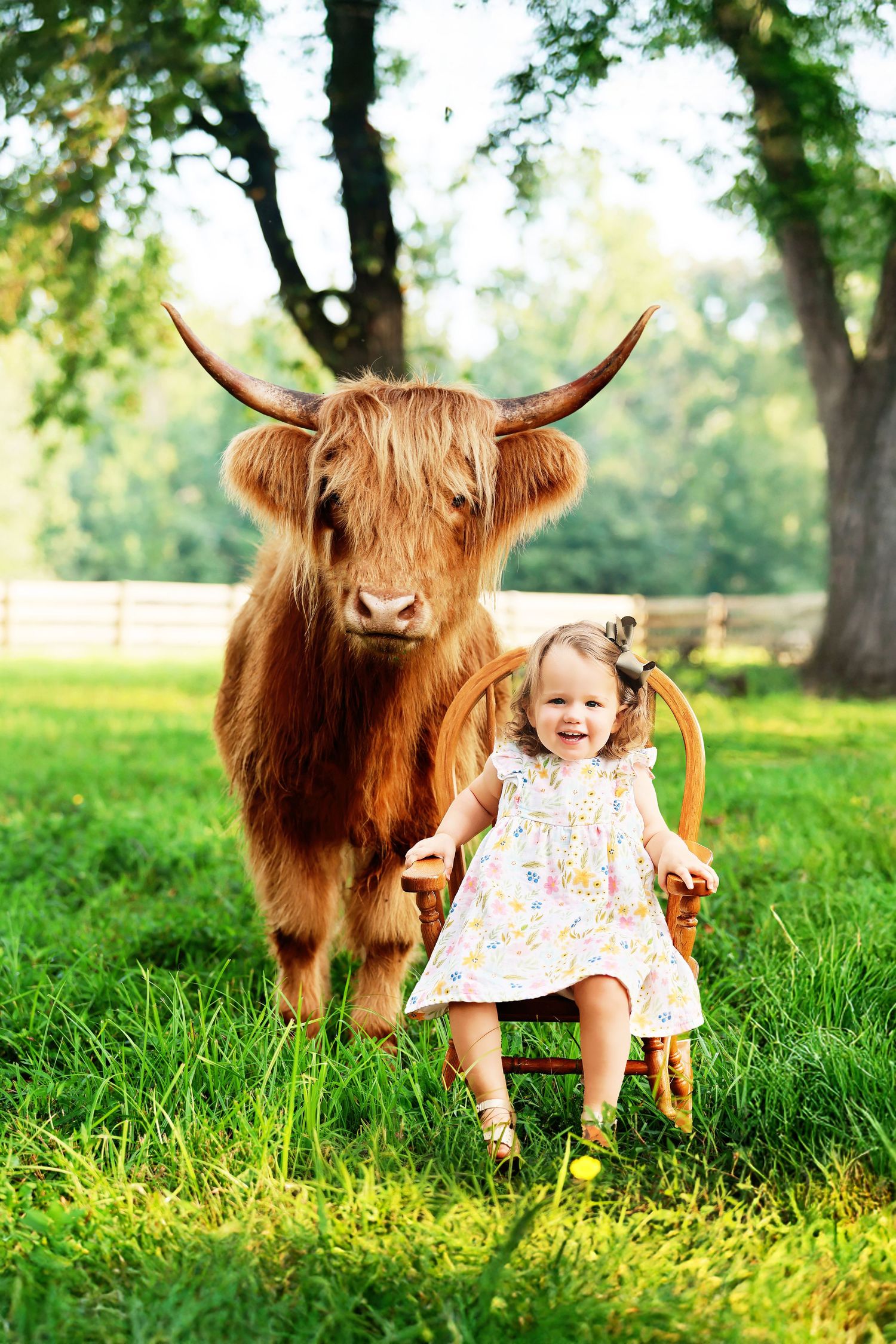 A reddish-brown Highland cow with long horns grazing on vibrant green grass in a sunlit field with trees in background.