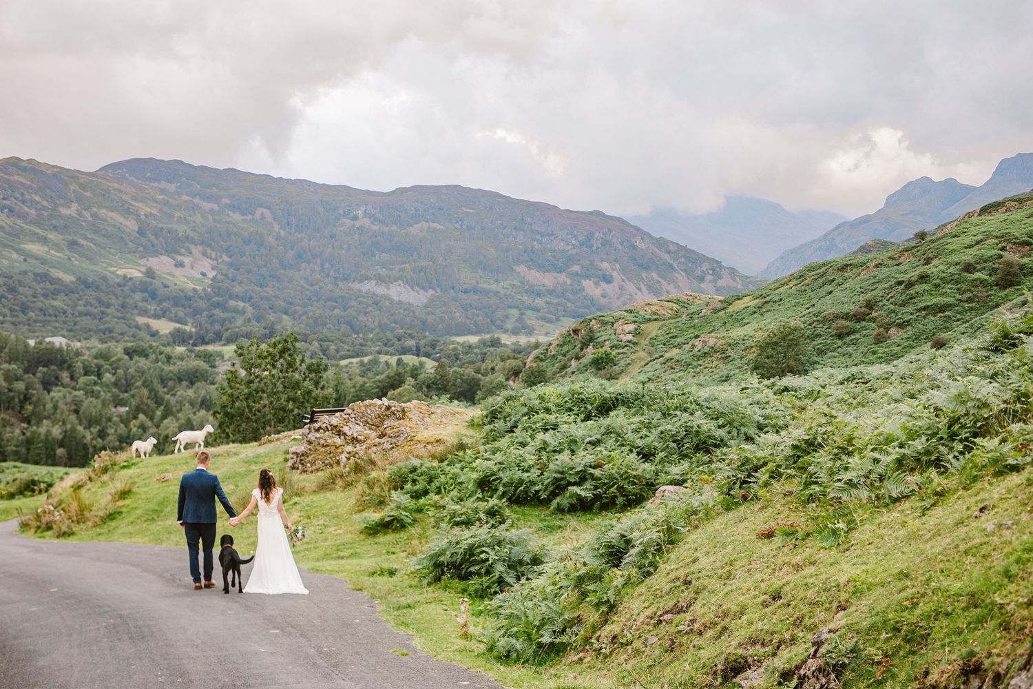 a bride and groom and their black labrador walk towards the langdale mountain cumbria lake district