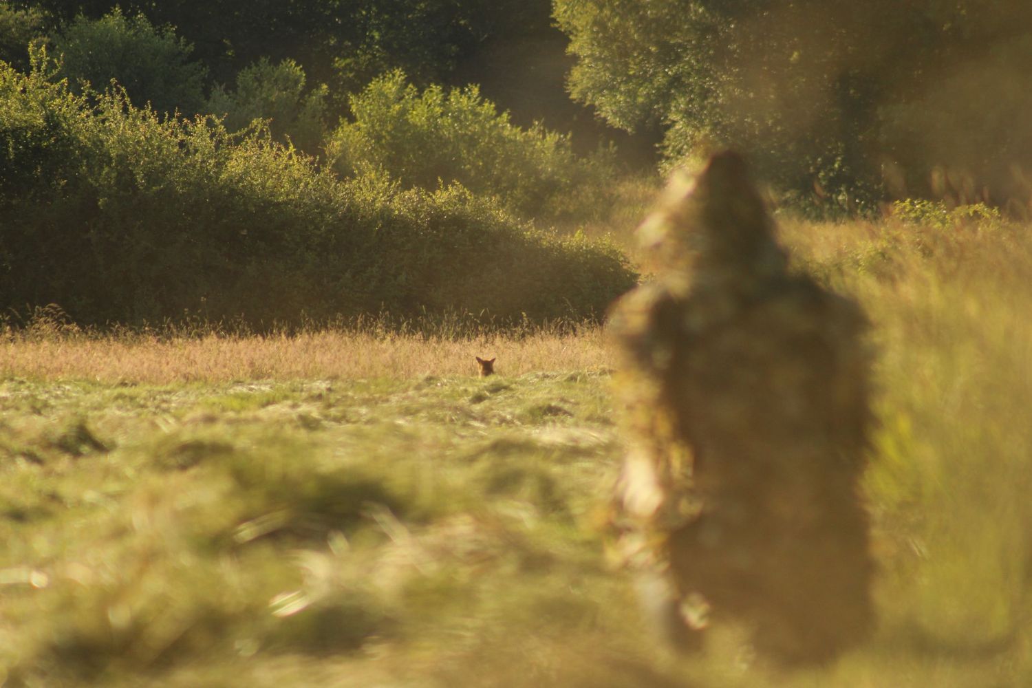 Silhouetted figure stands in early morning sunlight with golden backlit mist creating a dreamy atmosphere.