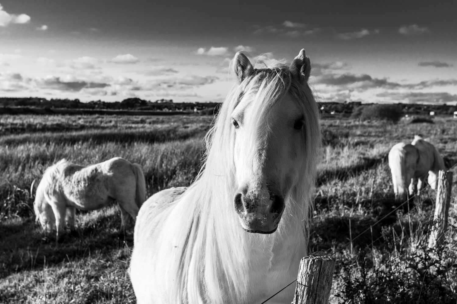 Black and white photograph of wild ponies, Malltraeth Marshes, Isle of Anglesey, Wales, United Kingdom.