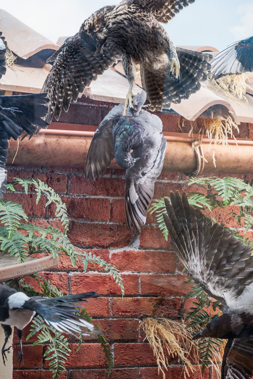 A peregrine falcon swoops down to catch its prey against a brick wall with ferns in the background.