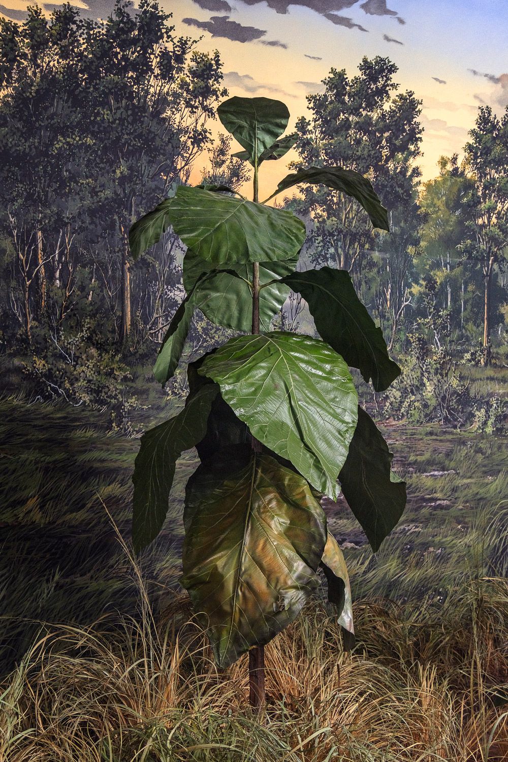Large tropical plant with broad green leaves photographed against a dramatic forest sunset background.
