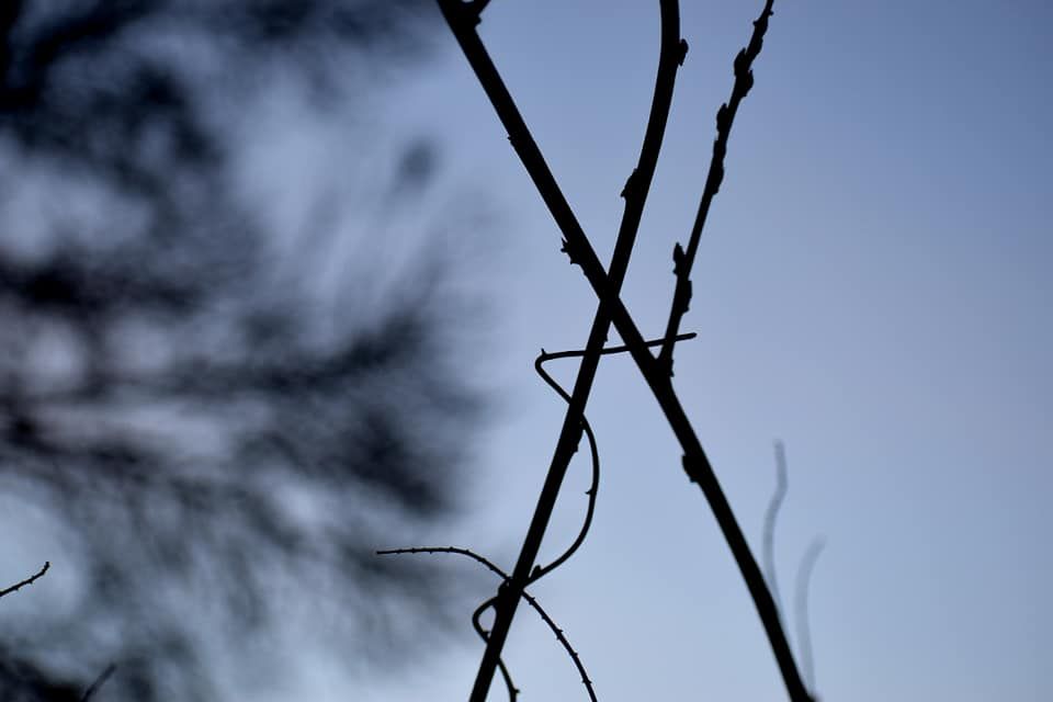 Silhouettes of bare tree branches stretch across a clear blue winter sky.
