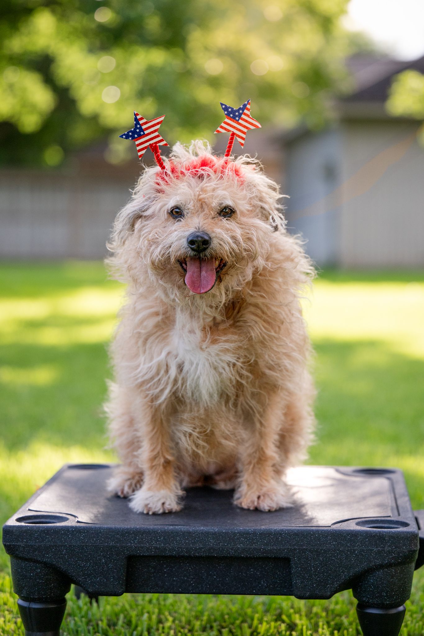 Small fluffy terrier dog wearing American flag decorations stands on a black platform in a sunny backyard setting.
