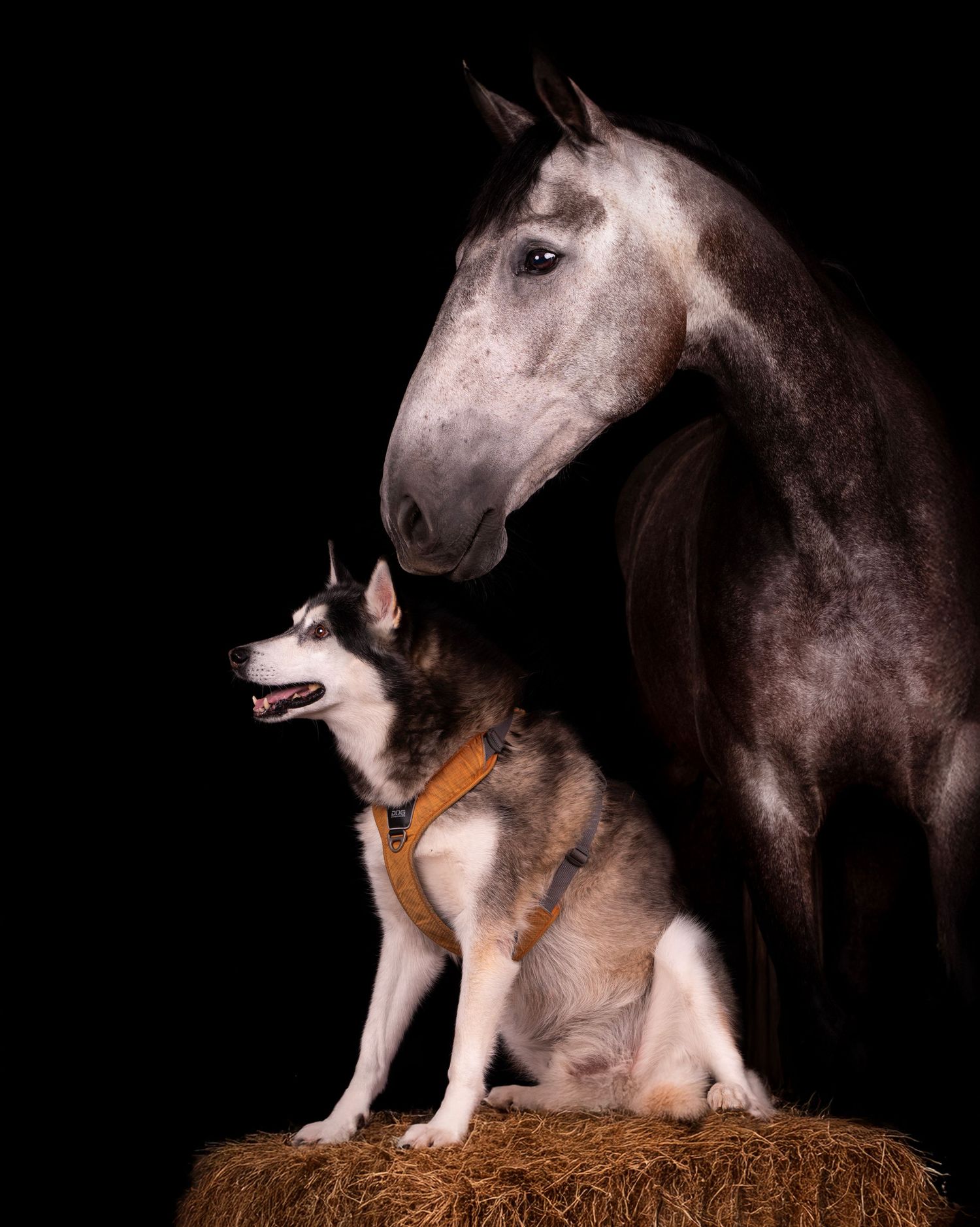Equine Fine Art sessie met hond in studio in Overijssel