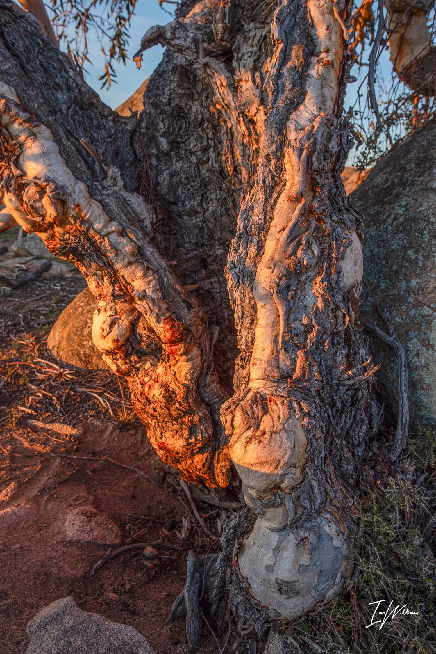 Snow gum