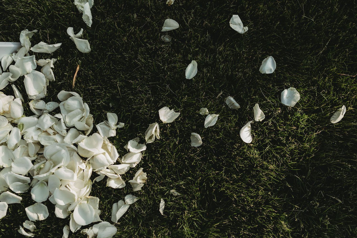 White magnolia flower petals scattered on dark mossy ground create a delicate natural contrast in a garden setting.