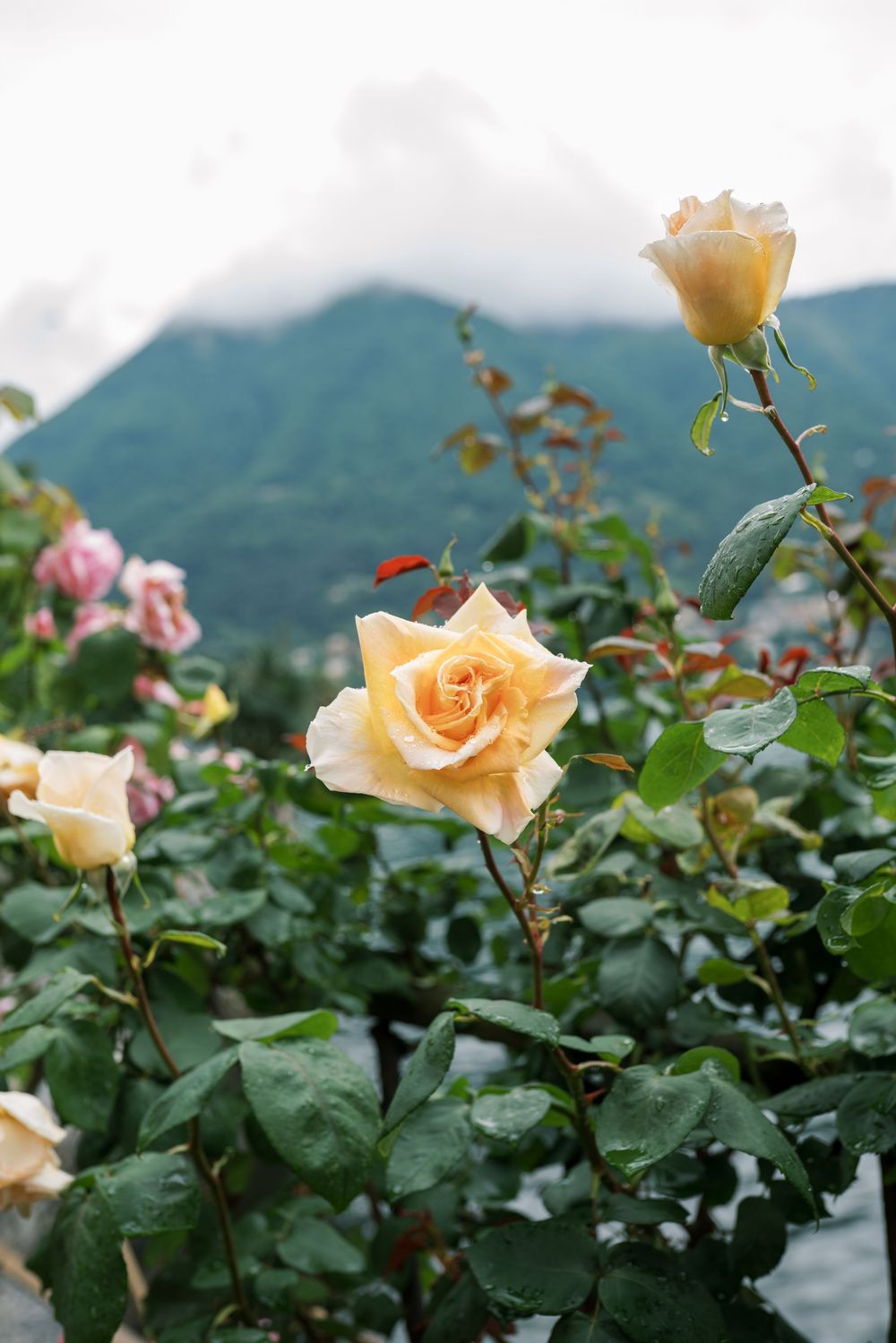 Peach-colored roses bloom against dark green foliage with mountains in the background.