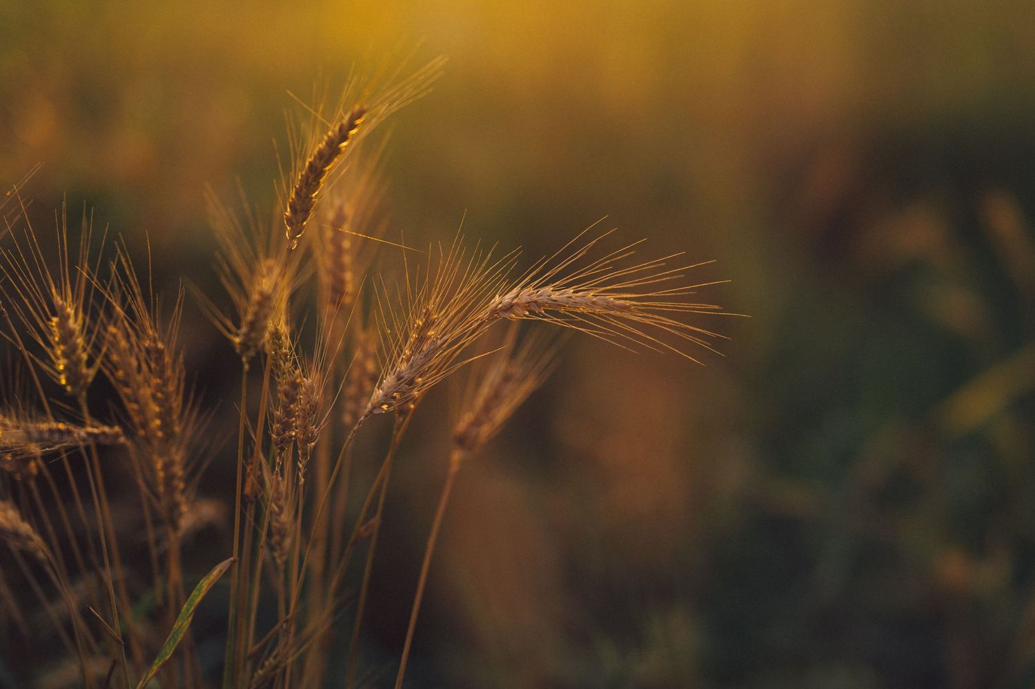 Wheat field glowing in warm evening sunlight with stalks swaying in the breeze.