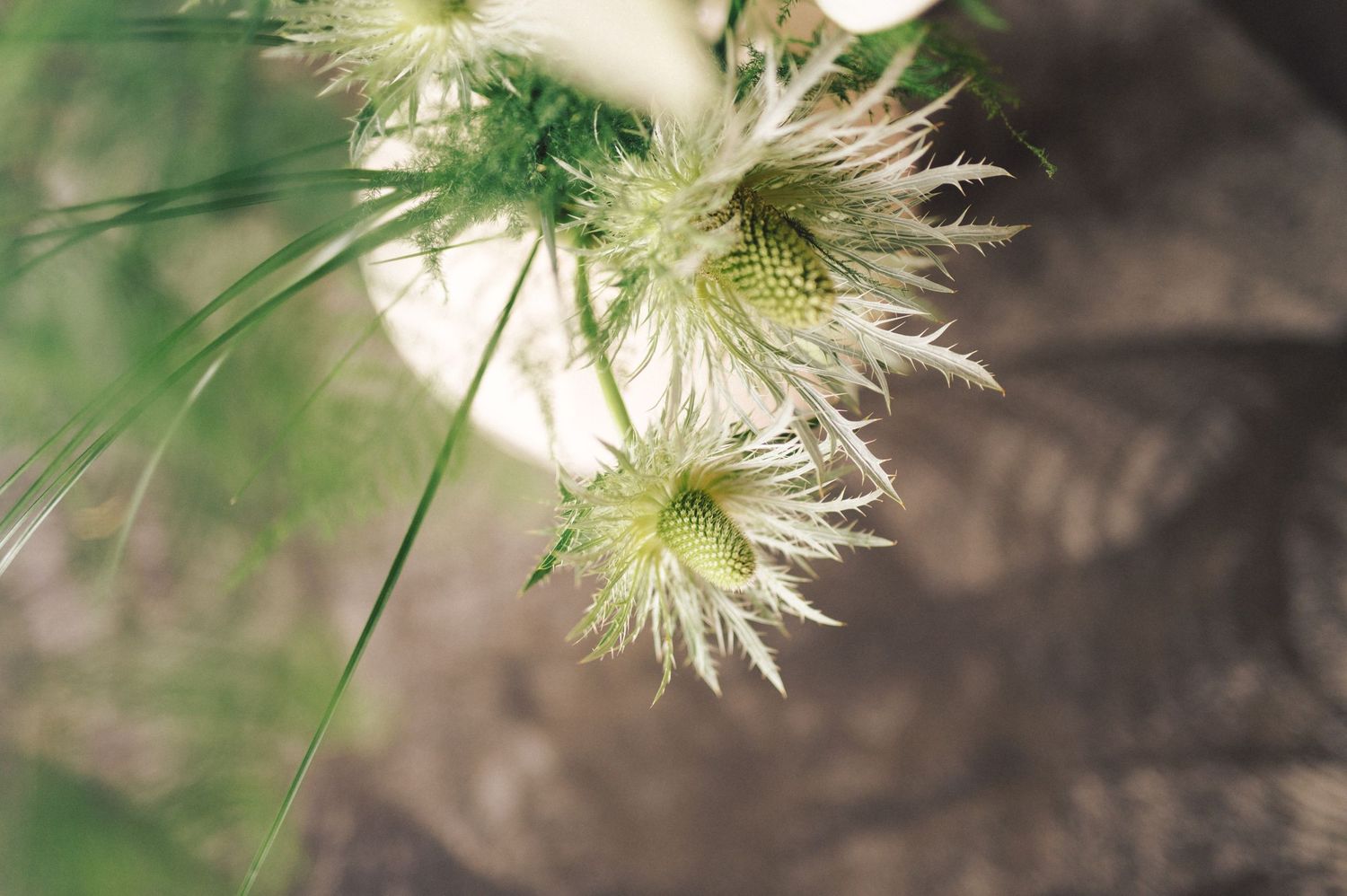 Delicate white feathery wildflowers blooming with wispy petals against a blurred natural background.