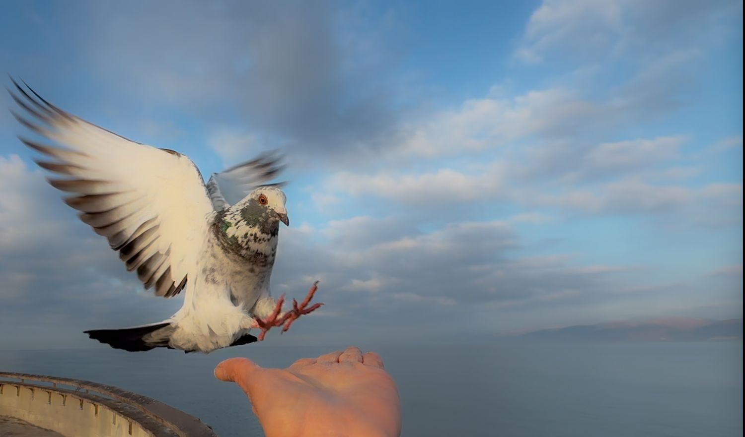 Pigeon soaring through cloudy skies with wings spread wide.