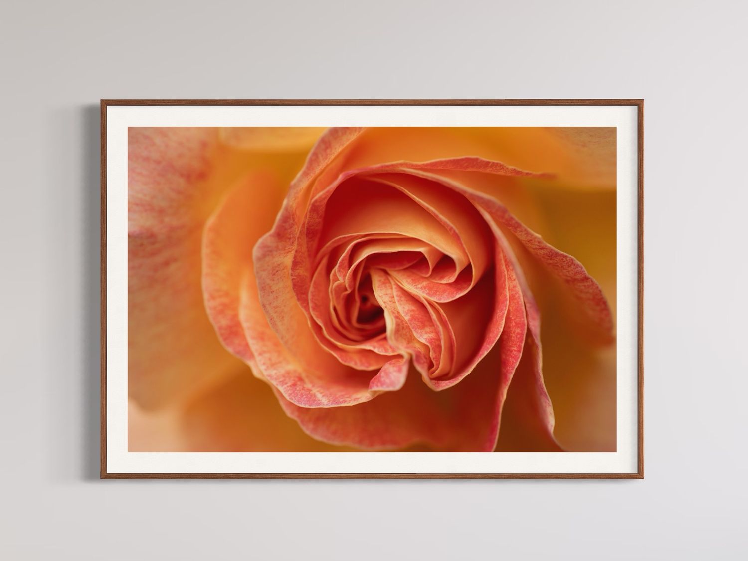 Fine art photographic print of a rose in macro detail