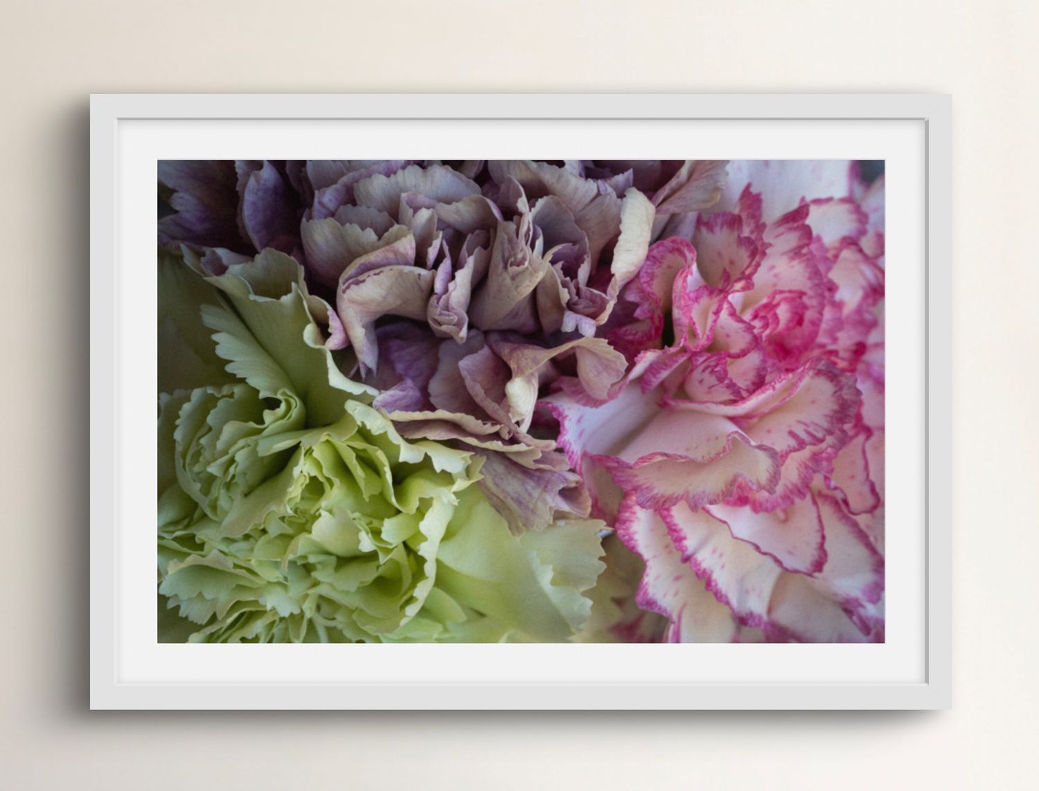 Fine art photographic print of carnations in macro detail