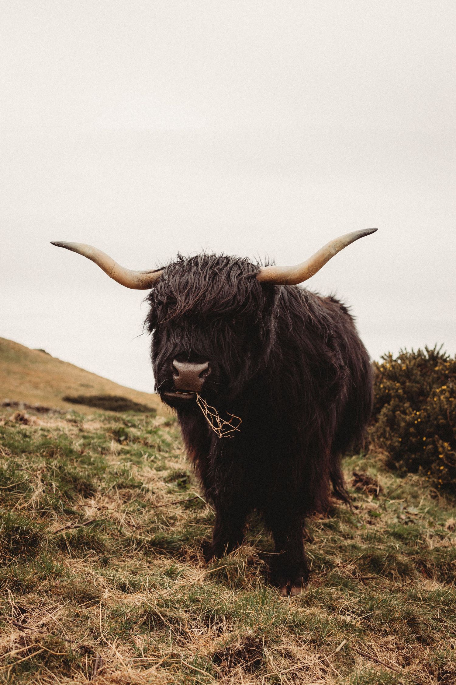 Four sequential photos show a majestic Highland cow with dark fur and large horns in a grassy mountainous landscape.
