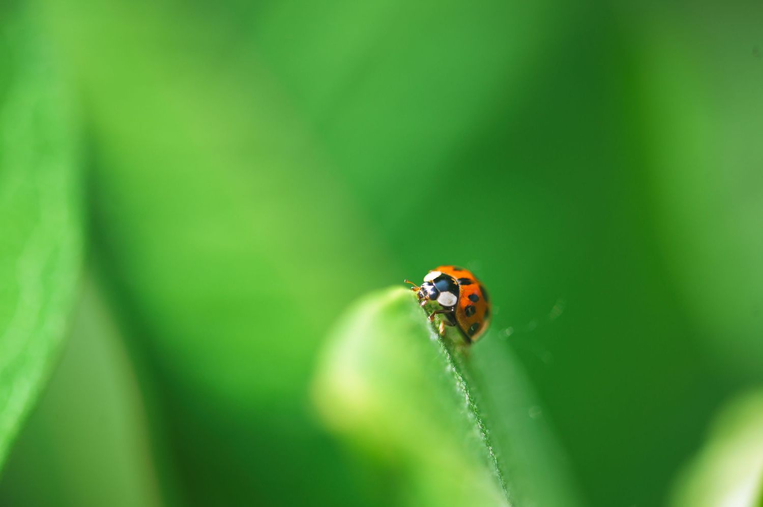 A red ladybug perches on the edge of a bright green leaf in sharp macro focus against a blurred natural background.