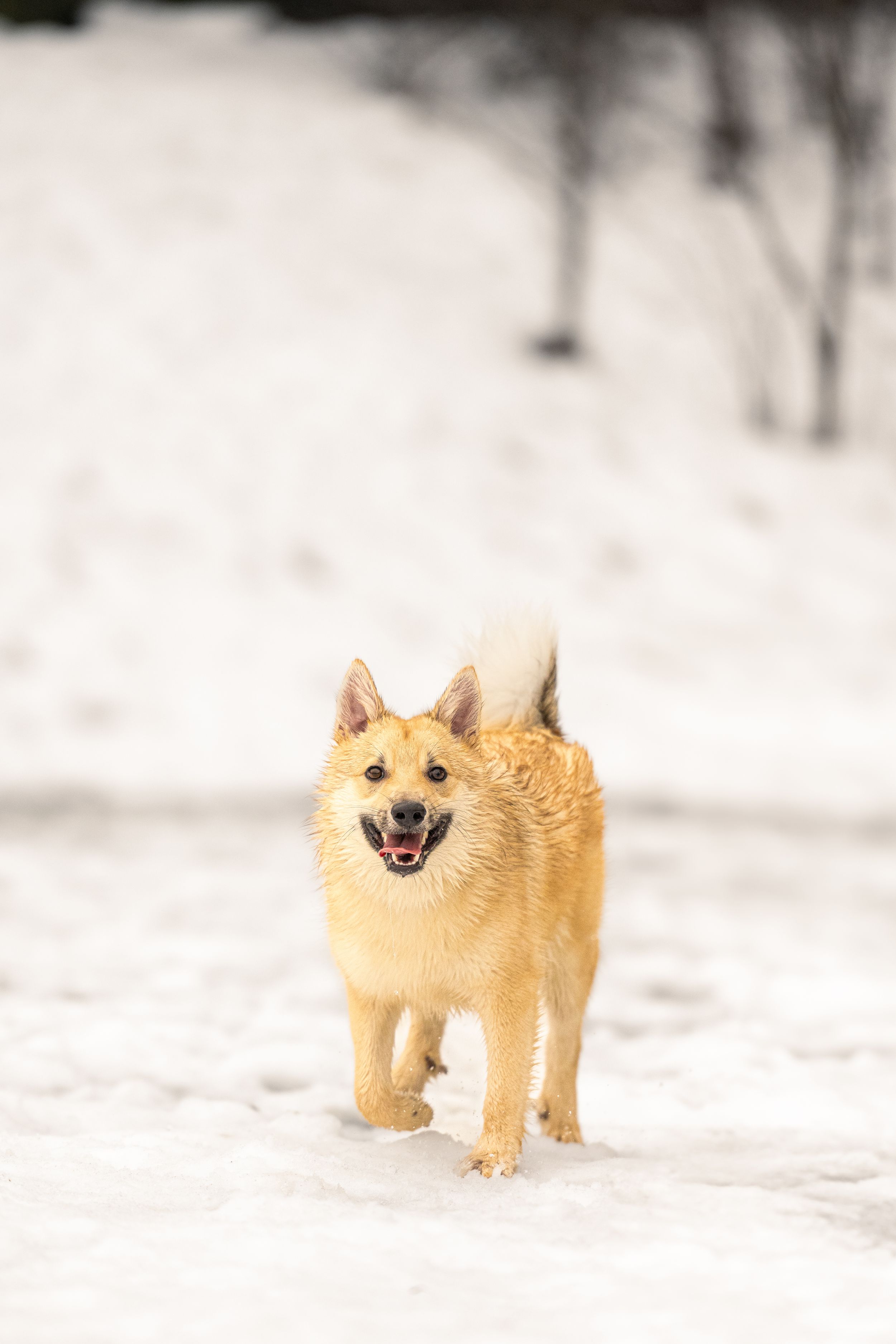 Finnish Spitz puppies playing joyfully in fresh winter snow.
