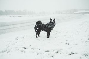 Dogs walking through misty winter landscape covered in fresh snow.