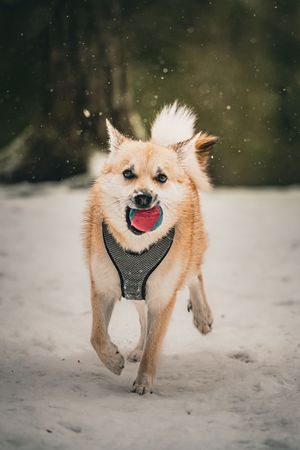 Finnish Spitz running enthusiastically through deep snow with a happy expression.