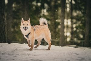 Finnish Spitz dogs playing in snowy forest during golden hour.