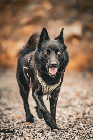 Black dog walking on rocky terrain with alert expression and open mouth during daytime.