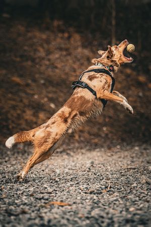 Ginger cat leaping and jumping in dramatic freeze-frame sequence on gravel ground.