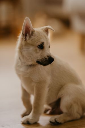 Small white puppy sitting and looking sideways in soft focus indoor setting.