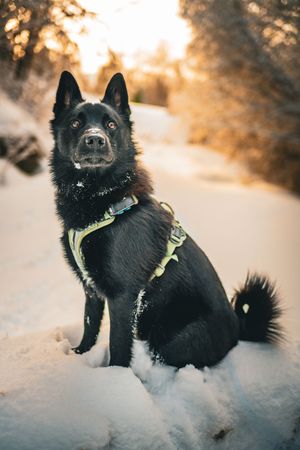 Black dog wearing neon harness playing in snowy landscape at sunset.