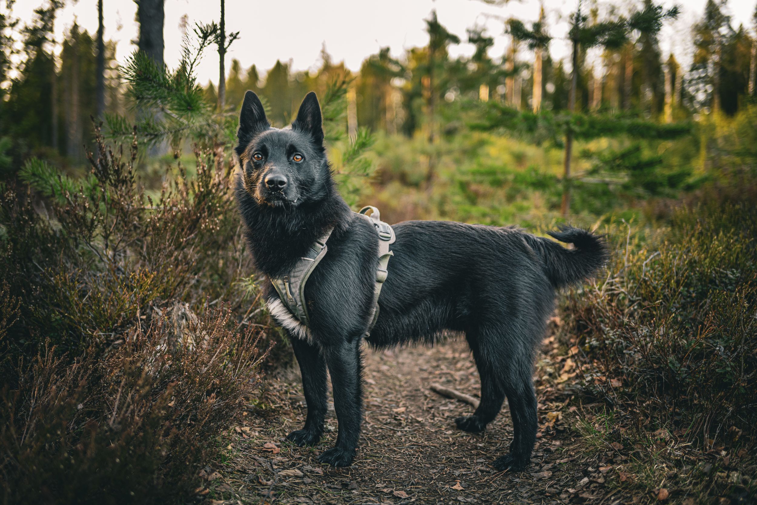 Large black Schipperke dog exploring wooded trail surrounded by trees and foliage.
