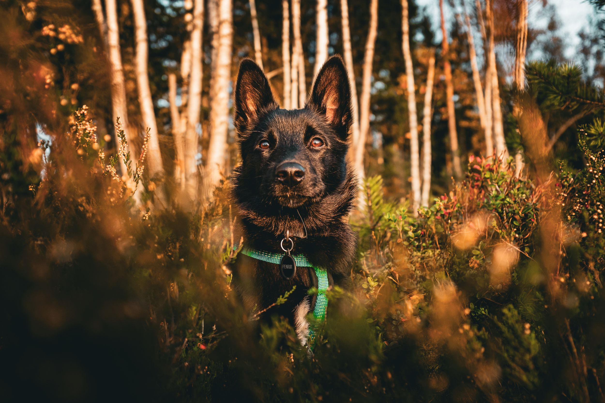 German Shepherd dog exploring sunlit forest with golden light filtering through trees.