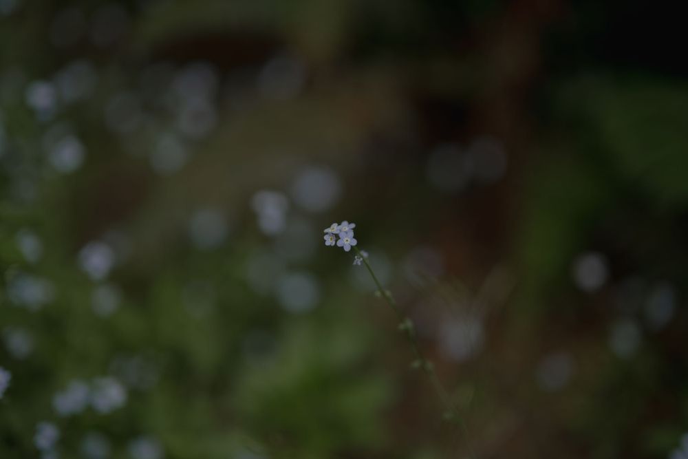 A delicate white flower in soft focus against a dark blurred background.
