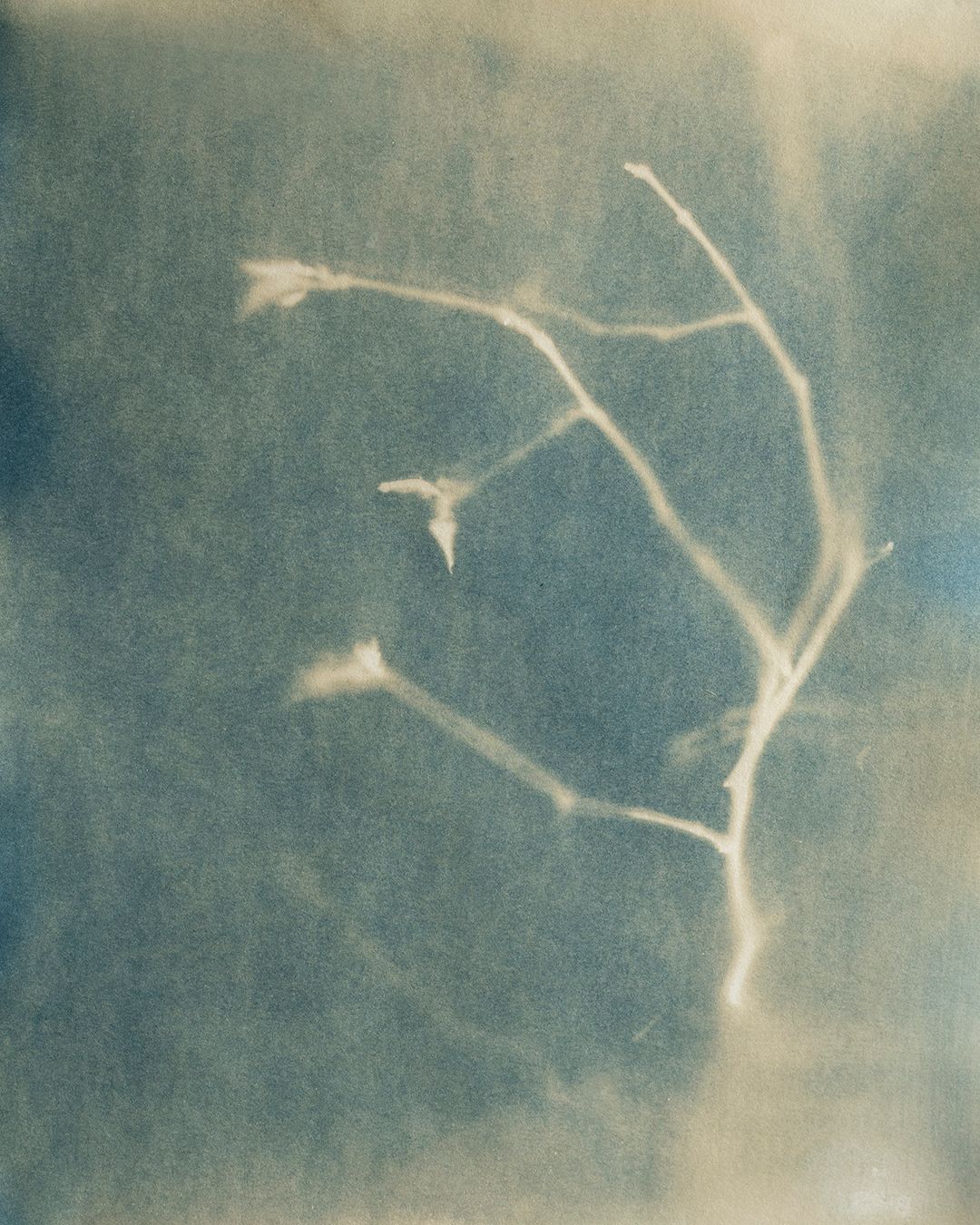 Syanotypia