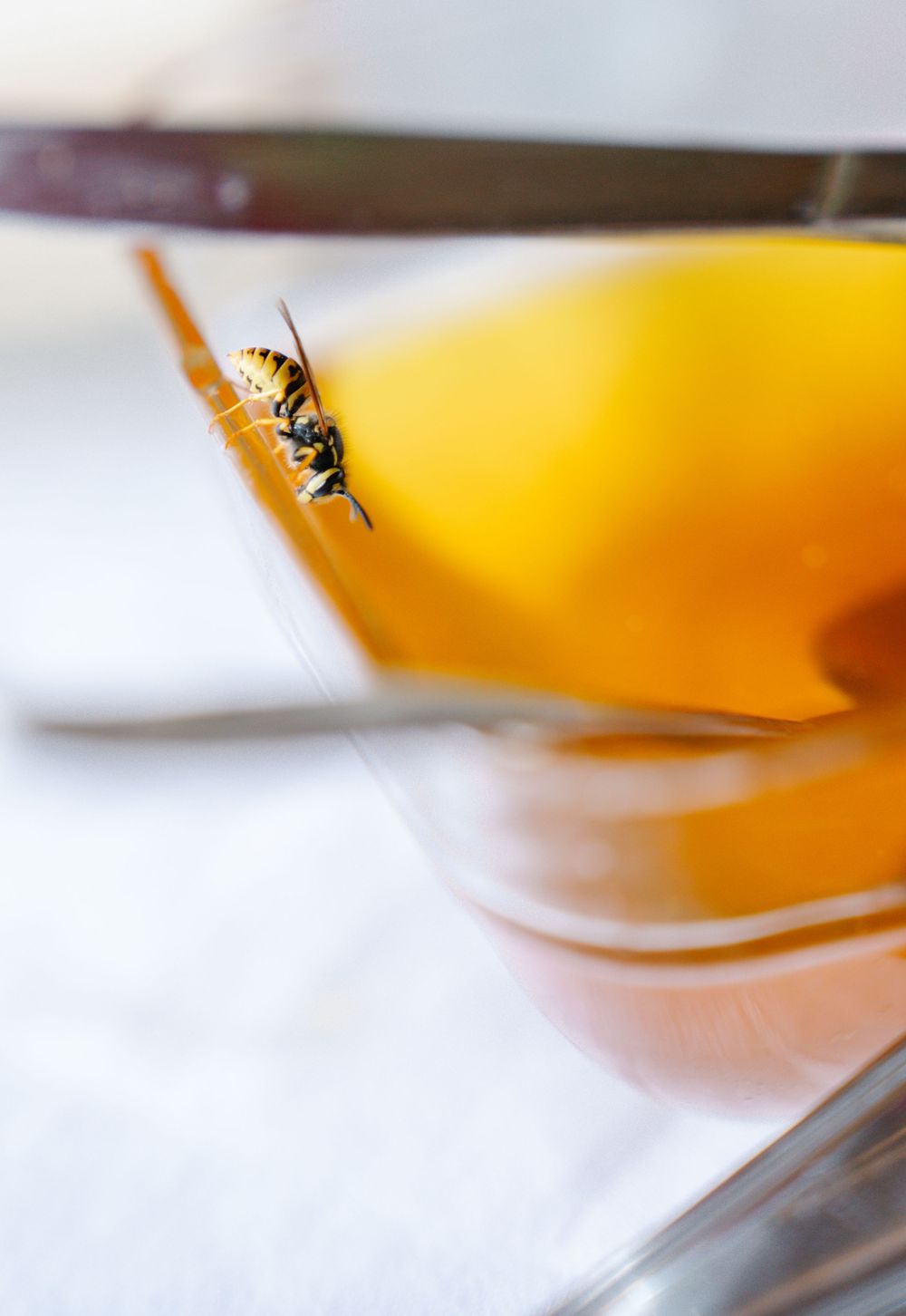 A wasp perches on the rim of a glass filled with orange-colored cocktail.