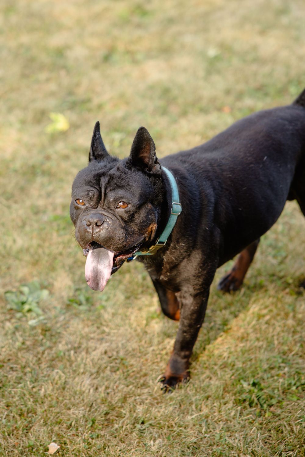 A series of four sequential shots showing a small black dog sniffing and playing in grass while wearing a teal collar.