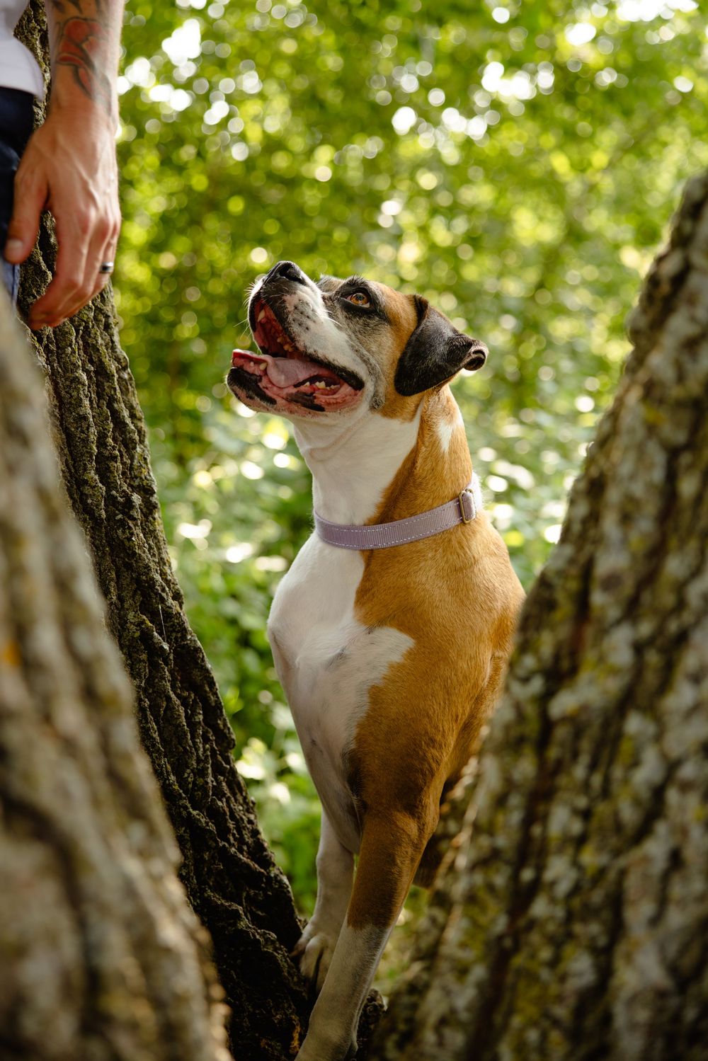 Brown and white dog eagerly looks up at trainer while practicing obedience exercises outdoors in nature setting.