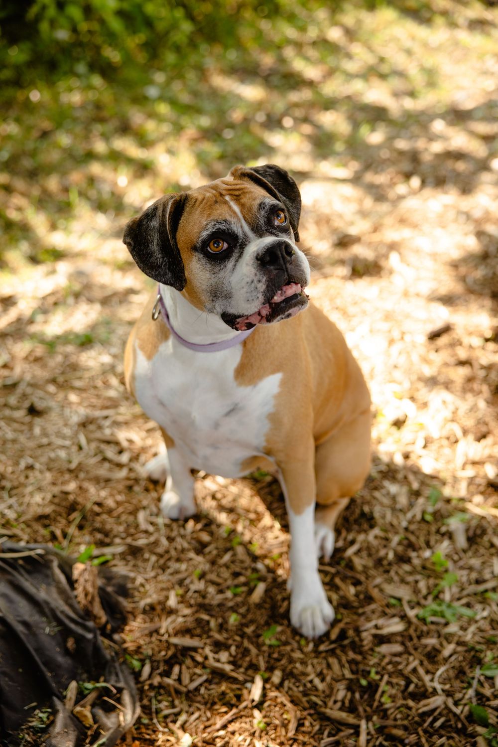 Brown and white French bulldog puppy sits attentively on leafy ground in dappled sunlight.