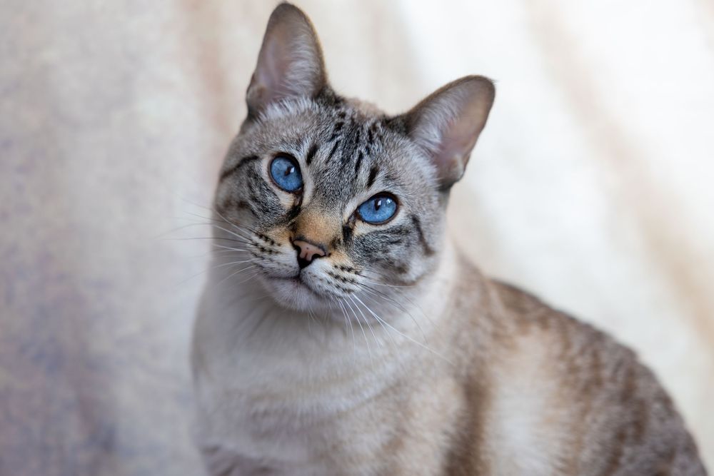 A blue-eyed tabby cat with gray and tan markings sits gracefully against a soft beige background.
