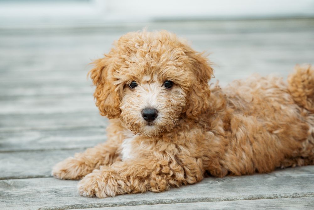 Adorable golden Goldendoodle puppy with curly fur lying on gray pavement, looking directly at camera.