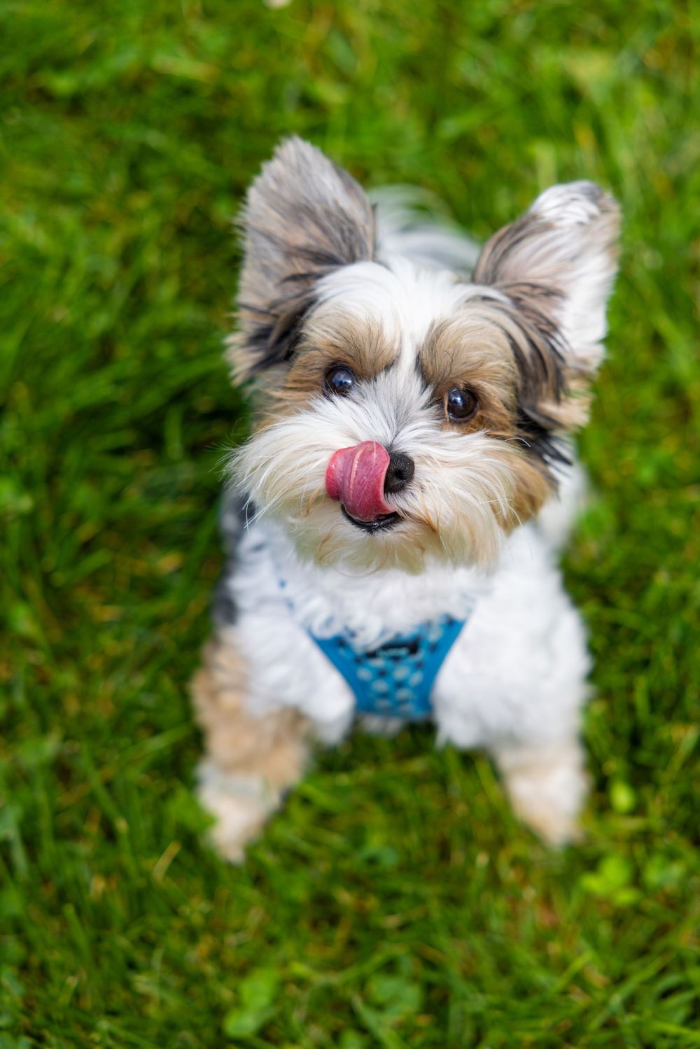 Small brown and white Biewer terrier puppy with tongue sticking out playing on green grass.