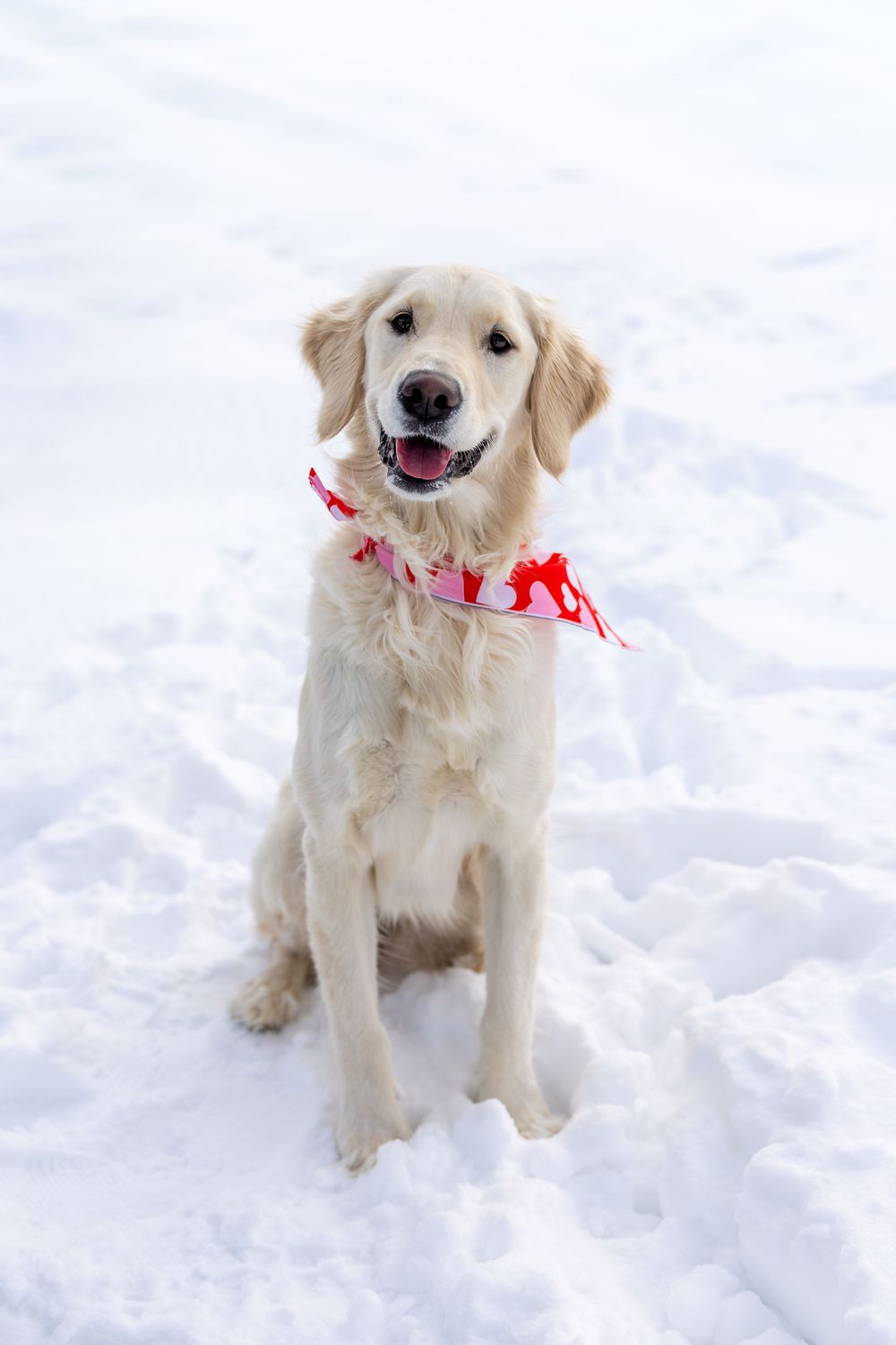 Happy golden retriever dog sitting in white snow wearing a red and white festive scarf collar outdoors.