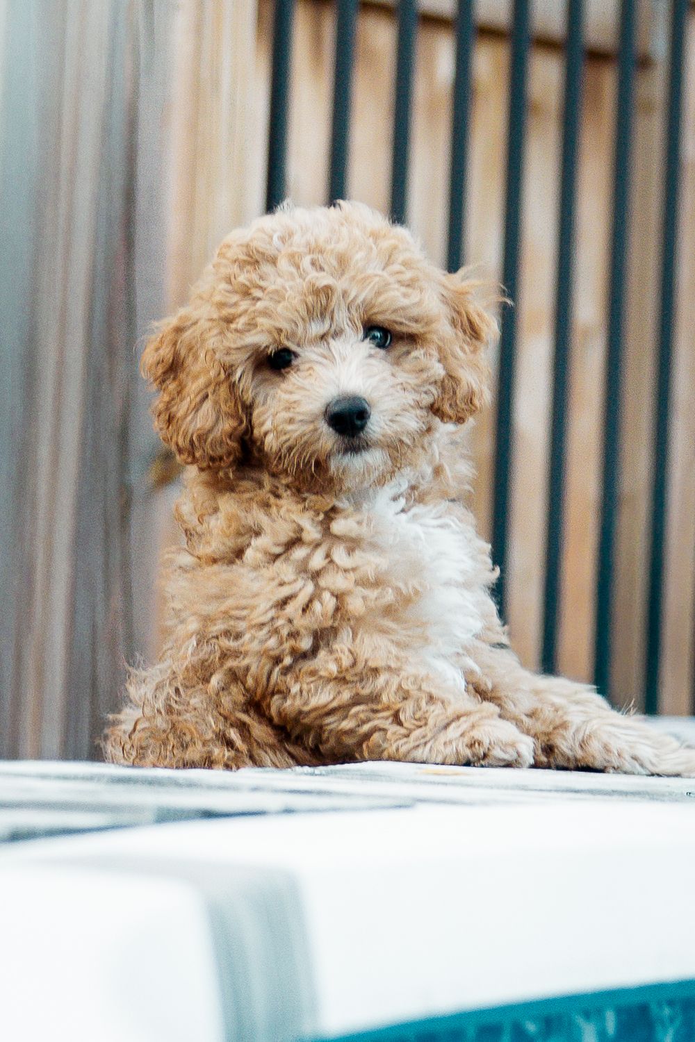 Adorable fluffy apricot poodle puppy sitting near a pool with wooden fence background.