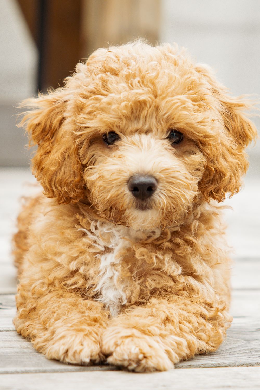 Adorable fluffy golden apricot poodle puppy lying on wooden floor with curly fur and dark eyes.