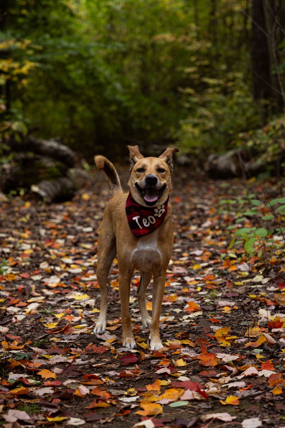 Happy brown dog wearing red bandana stands on autumn leaves in forest setting.